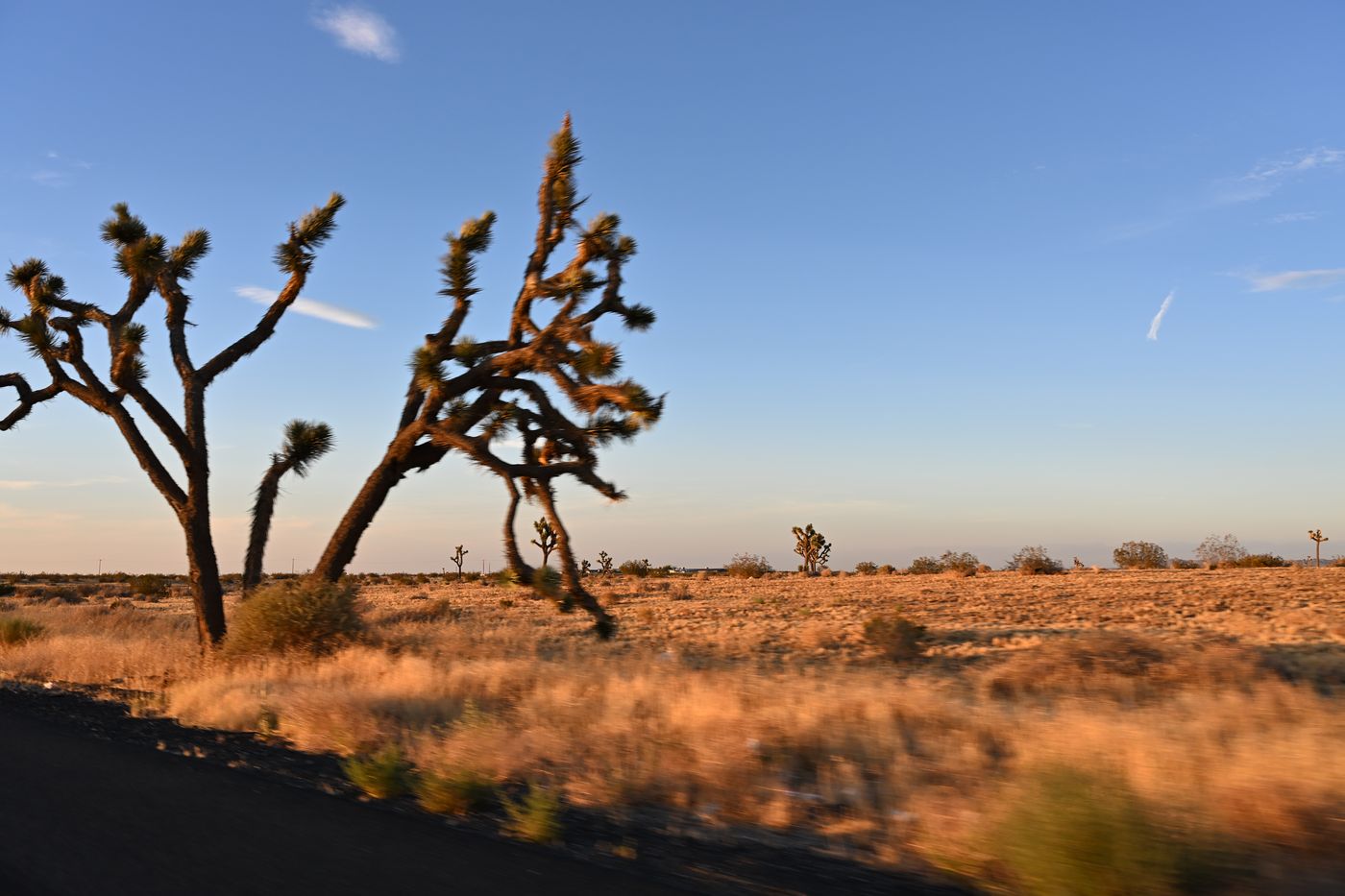Joshua trees in low golden light beside a desert highway